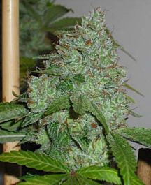 Connoisseur Genetics Seedbank OG Chem Regular