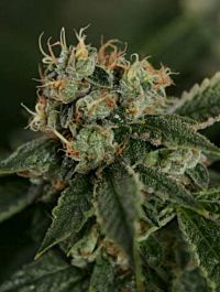 Connoisseur Genetics Seedbank OG Chem Haze Regular