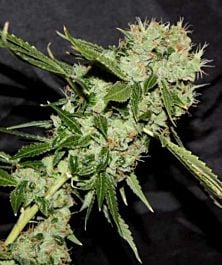 Connoisseur Genetics Seedbank Cheese N Chaze Regular