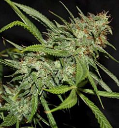 Connoisseur Genetics Seedbank Sour Hazy Jones Regular