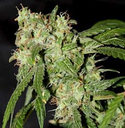 Connoisseur Genetics Seedbank Grandaddy Haze Regular