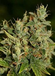 Connoisseur Genetics Seedbank ChemWreck Kush Regular