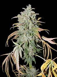 Connoisseur Genetics Seedbank Secret Recipe Regular