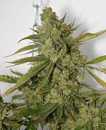 Connoisseur Genetics Seedbank Cheese Dog Regular