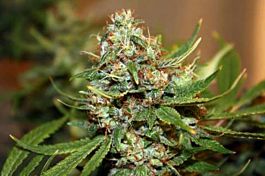 Connoisseur Genetics Seedbank OJ'S HAZE Regular