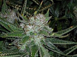 Connoisseur Genetics Seedbank Chemmy Jones Regular