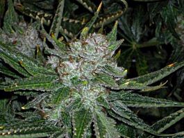 Connoisseur Genetics Seedbank Chemmy Jones Feminised