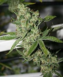 Connoisseur Genetics Seedbank Super Silver Sour Diesel Haze (SSSHD) Regular
