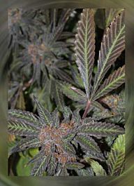 Connoisseur Genetics Seedbank Grandaddy Purple S1 Feminised