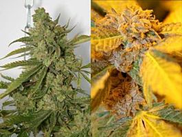 Connoisseur Genetics Seedbank Purple Cheddar Feminised