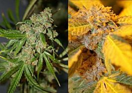 Connoisseur Genetics Seedbank Purple Cheech Feminised