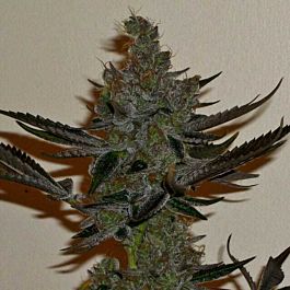 Connoisseur Genetics Seedbank Lemon N Lime Jones Feminised