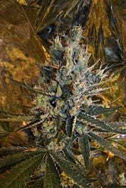 Connoisseur Genetics Seedbank Super Silver Sour Diesel Haze Feminised