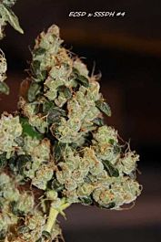 Connoisseur Genetics Seedbank East Coast Sour Diesel Haze Feminised