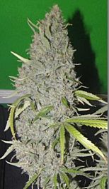 Connoisseur Genetics Seedbank Strawberry Sour Haze Feminised