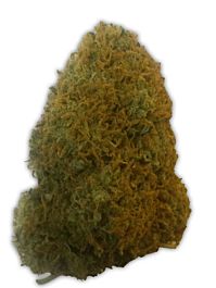 Heavyweight Seeds Champion Feminized