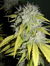 Flash Auto-Flowering Seeds Chaze Super Autoflowering Feminized