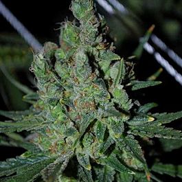 Alphakronik Genes Seeds Cheddarwurst Regular