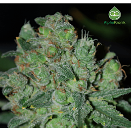 Alphakronik Genes Seeds Cheddarwurst 2 Regular