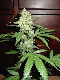 Homegrown Fantaseeds CH. 1 Feminized