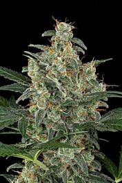 Dinafem Cheese Automatic Feminised