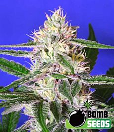 Bomb Seeds Edam Bomb Regular