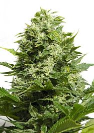 Big Buddha Cheese Feminised