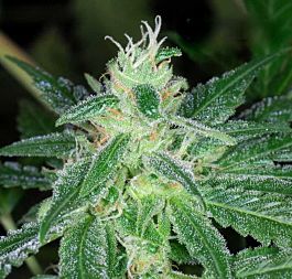 Kaliman Seeds Cheese #1 Feminized