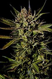 Dinafem Cheese Feminised Seeds 