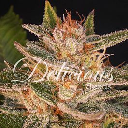 Delicious Delicious Candy Feminized