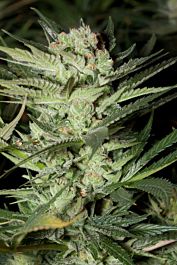 G13 Labs Mozzarella Feminized