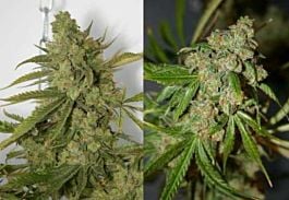 Connoisseur Genetics Seedbank Cheese'N'Chong Feminised