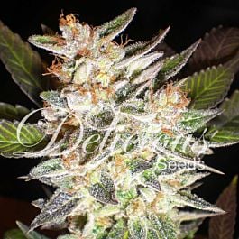 Delicious Delicious Candy Auto Feminized