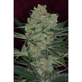 TGA SubCool Genetics Cheese Quake Regular