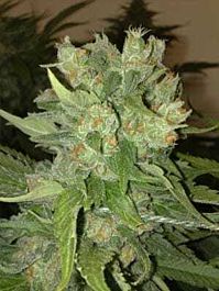 Seedism Seedbank CheeseWreck Feminized