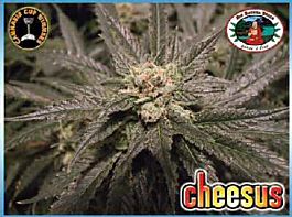 Big Buddha Cheesus Feminised