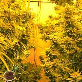 Emerald Triangle Cheesy Headband Feminized