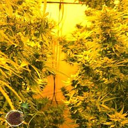 Emerald Triangle Cheesy Headband Regular