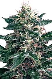 SEEDMAKERS Cheex Feminized