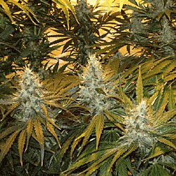 Sagarmatha Seeds Chunky Skunk Feminized