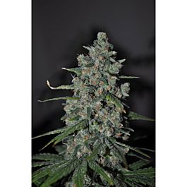 Sagarmatha Seeds Cheez Wreck Feminized