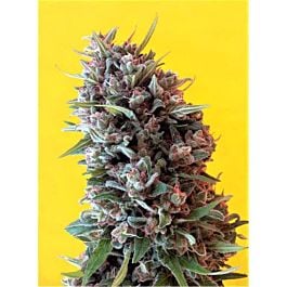 Breaking Buds Seeds Cheeisenberg Feminized