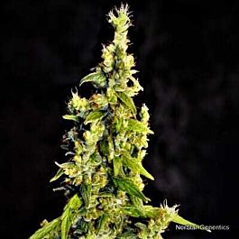 Norstar Genetics Chelumbian Regular