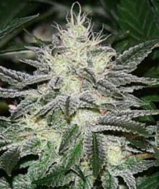 Apothecary Genetics Chem D Regular