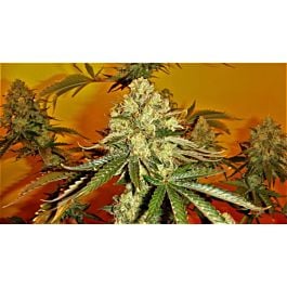 Mosca Seeds Chem #4 x OTM #1 Regular