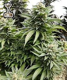 Apothecary Genetics Chem 91 Regular