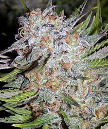 Mephisto Genetics Chem City Blues Auto Feminized