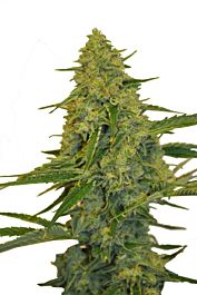 CBD Botanics CBD Chem Dawg Feminized