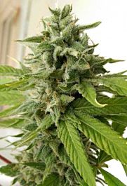 Holy Smoke Seeds Chem Toffees Feminized