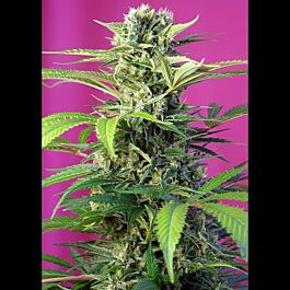 Sweet Seeds Chem Beyond Diesel CBD Feminized